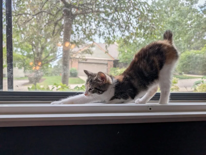 A baby medium-sized female American Bobtail cat named Libby for adoption in Cincinnati, OH