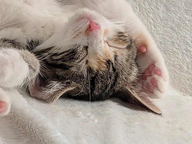 Libby thumbnail 3
