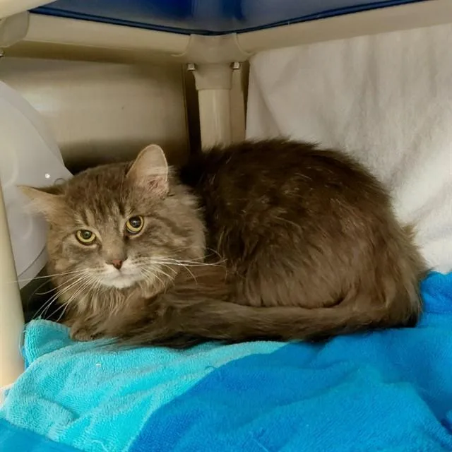 A young medium-sized male Domestic Long Hair cat named Gandolf for adoption in Huntsville, AL