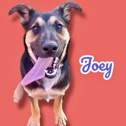 A young medium-sized male Black German Shepherd Dog dog named Joey for adoption in Scottsdale, AZ
