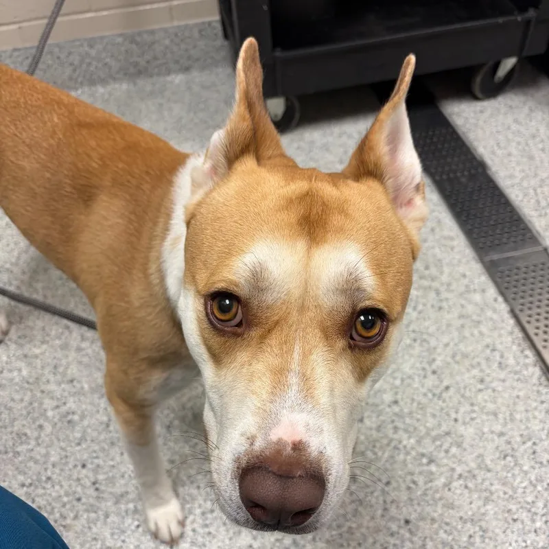 An adult medium-sized male Husky dog named Chester for adoption in Reno, NV