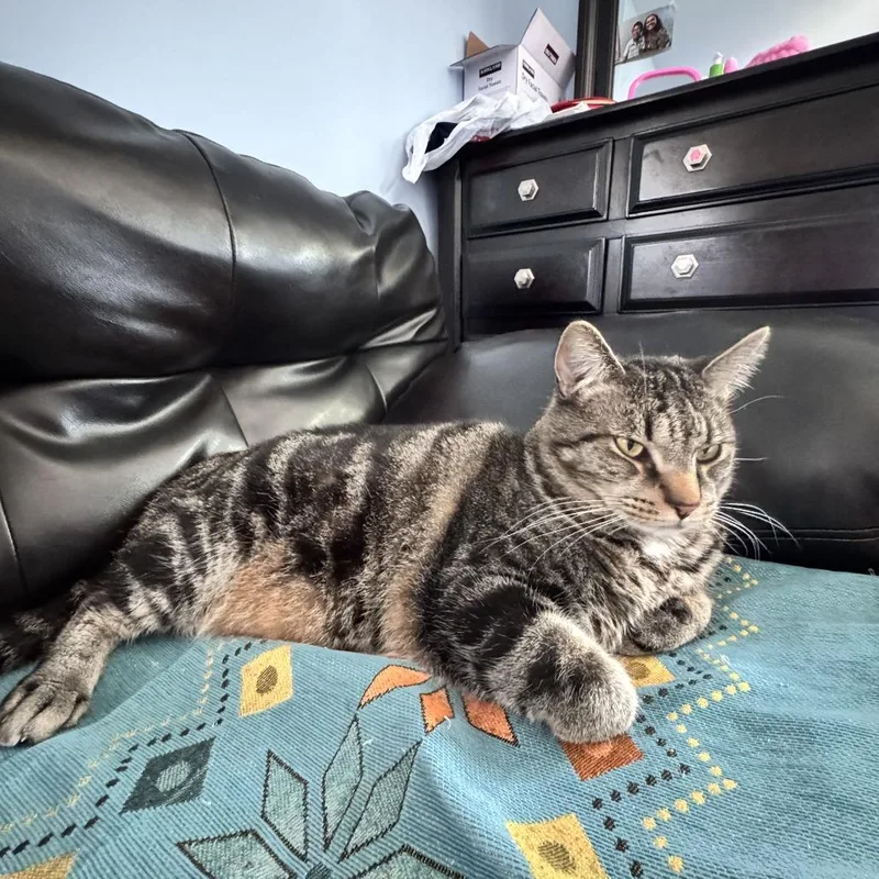 An adult small-sized male Gray / Blue / Silver American Shorthair cat named Leo  Home to for adoption in South Elgin, IL