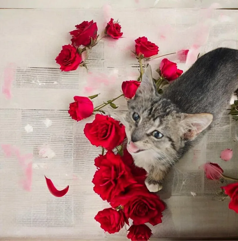 Mantis Aka Dot thumbnail 2