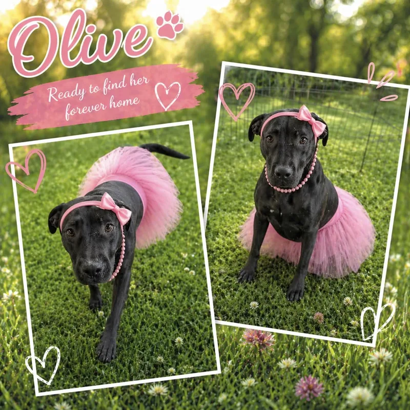 A young medium-sized female Labrador Retriever dog named Olive for adoption in Allen, TX