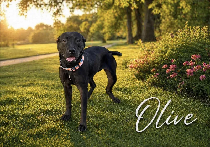 Olive thumbnail 3