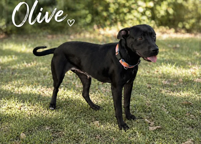 Olive thumbnail 4