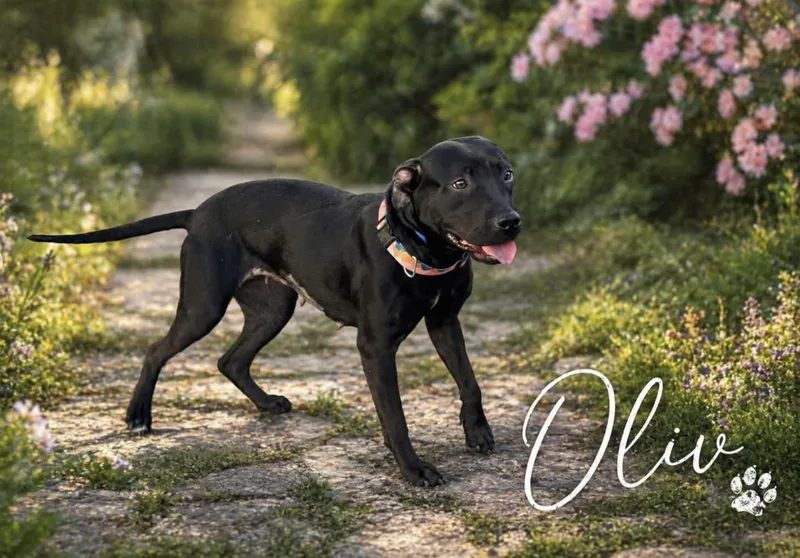 Olive thumbnail 5
