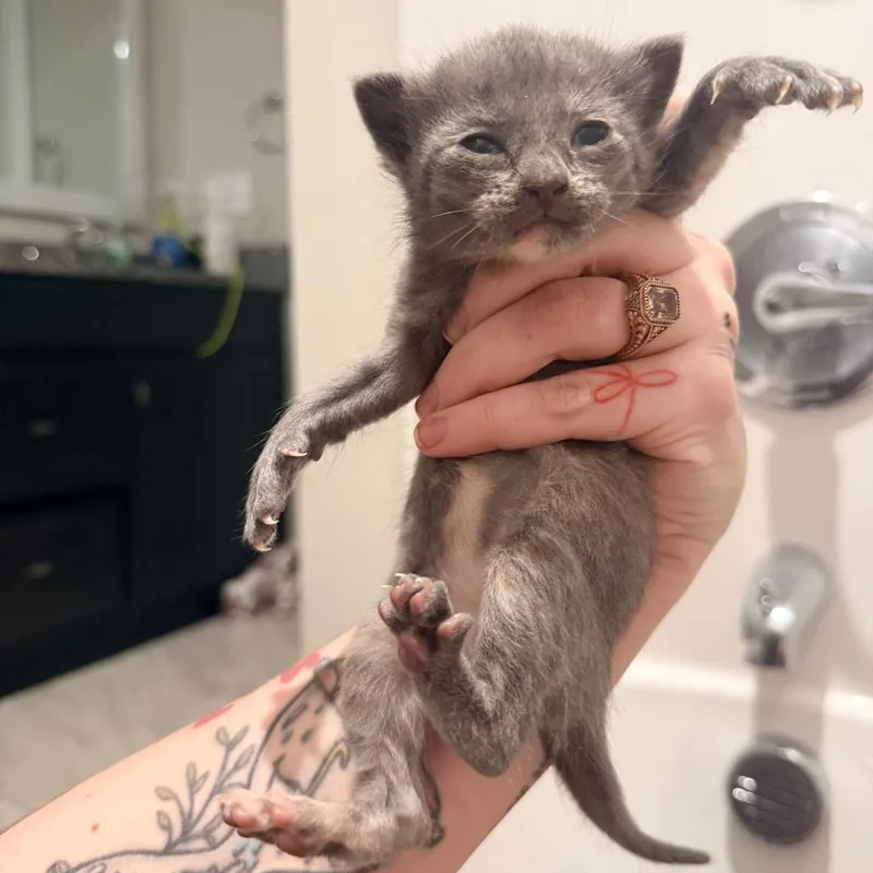 A baby small-sized female Blue Cream Domestic Short Hair cat named Nancy for adoption in Inman, SC