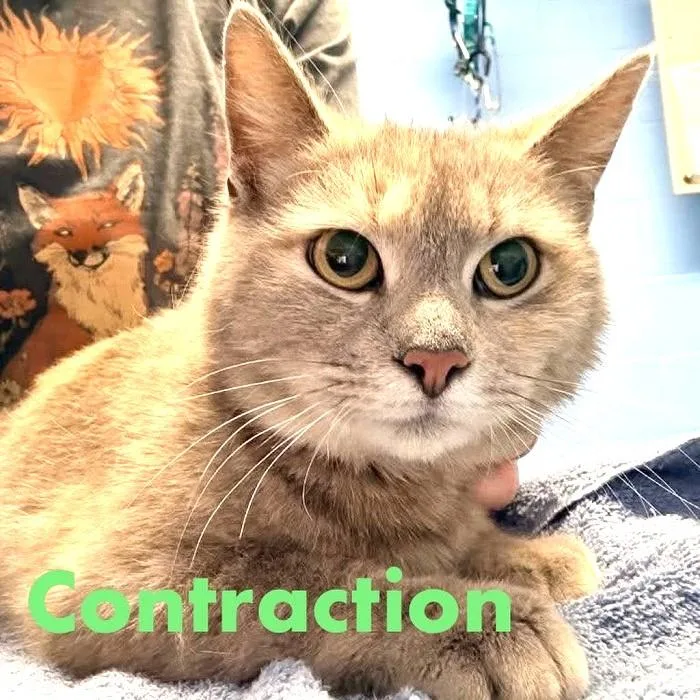 An adult medium-sized female Tabby (Gray / Blue / Silver) Domestic Short Hair cat named Contraction for adoption in Pegram, TN