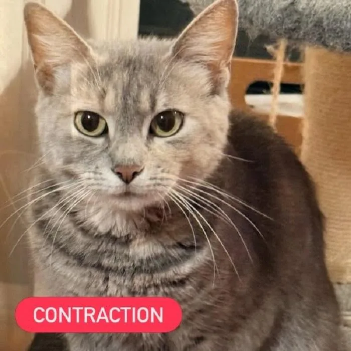 Contraction thumbnail 2