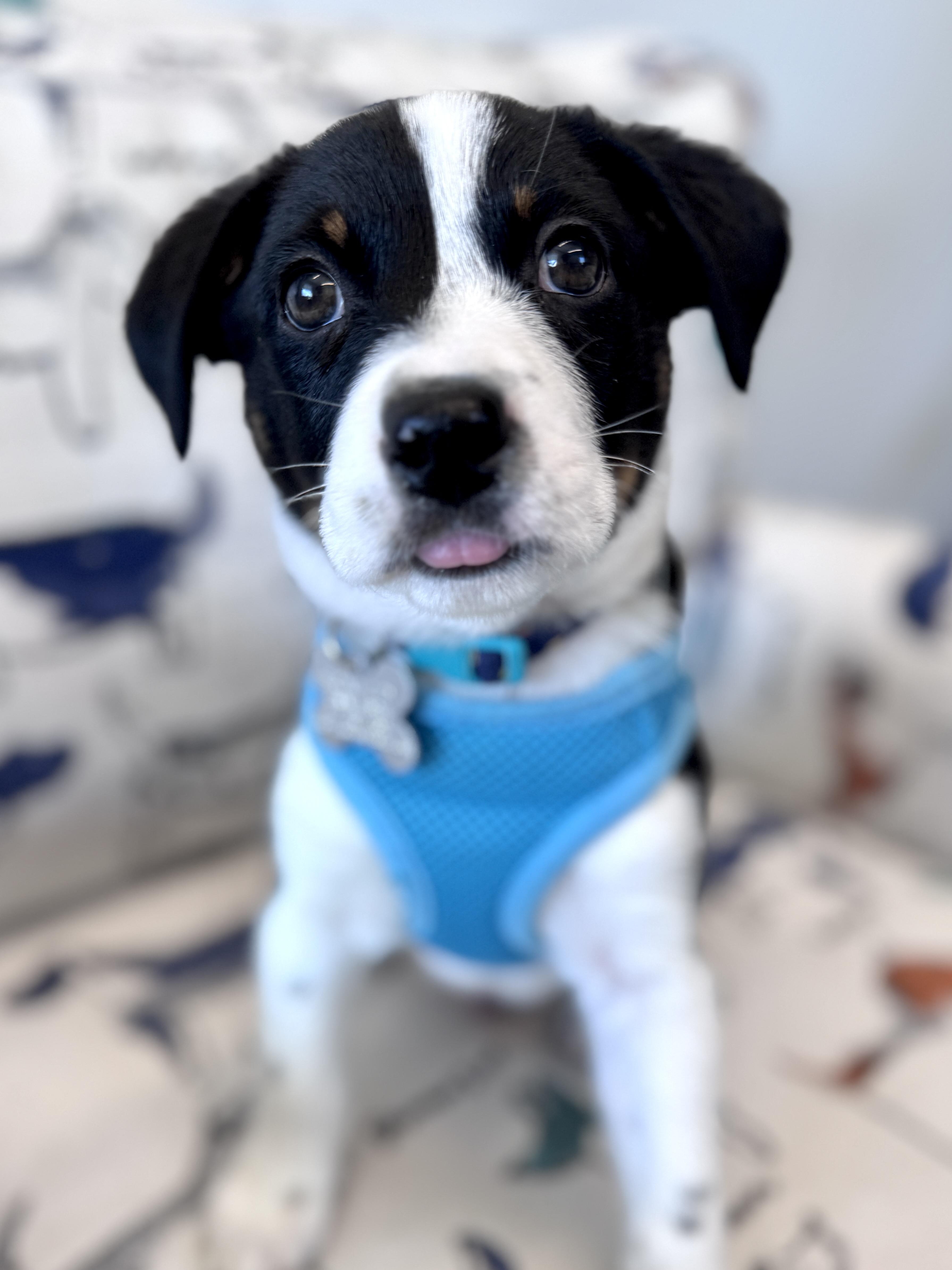 Callaway thumbnail 2