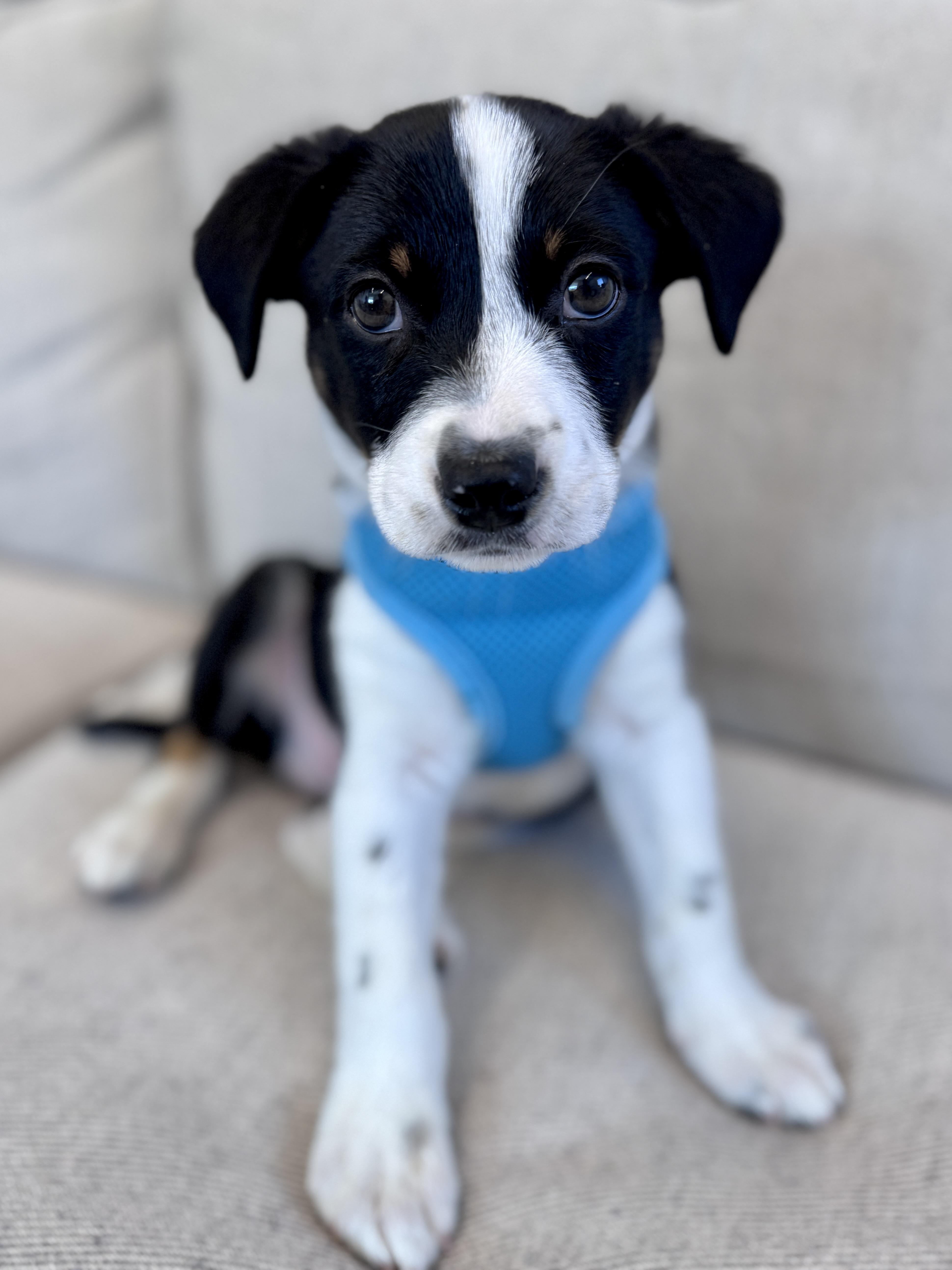 Callaway thumbnail 3