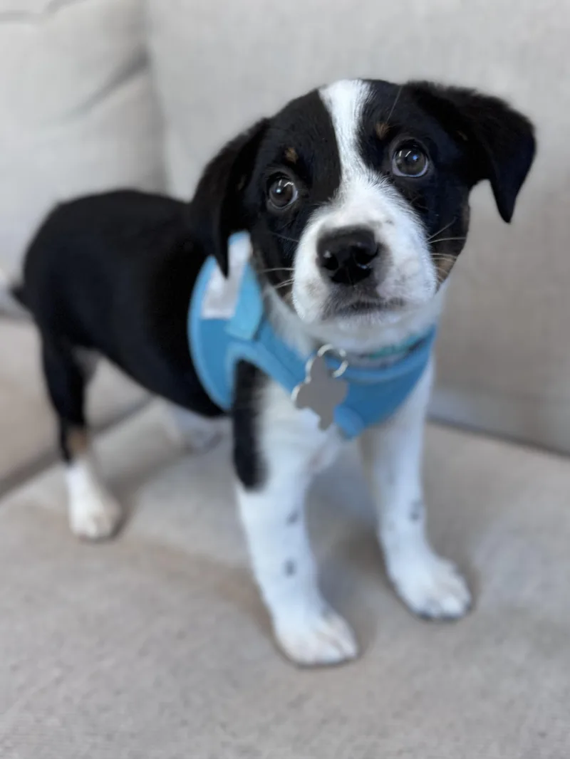 Callaway thumbnail 4