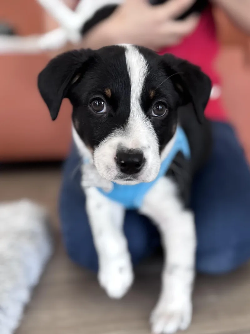 Callaway thumbnail 5