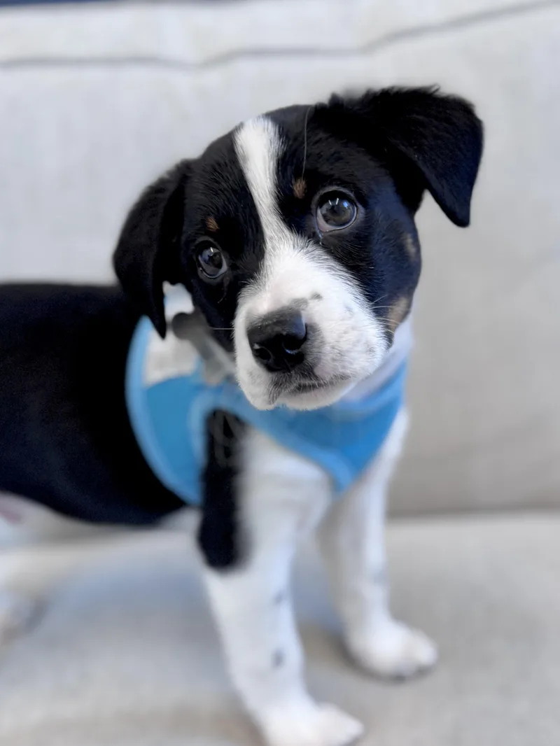 Callaway thumbnail 6