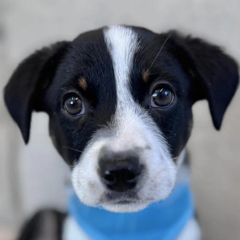 A baby medium-sized male Australian Shepherd dog named Callaway for adoption in Palatine, IL