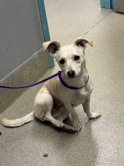 A young small-sized female Dachshund dog named Missy for adoption in Las Vegas, NV