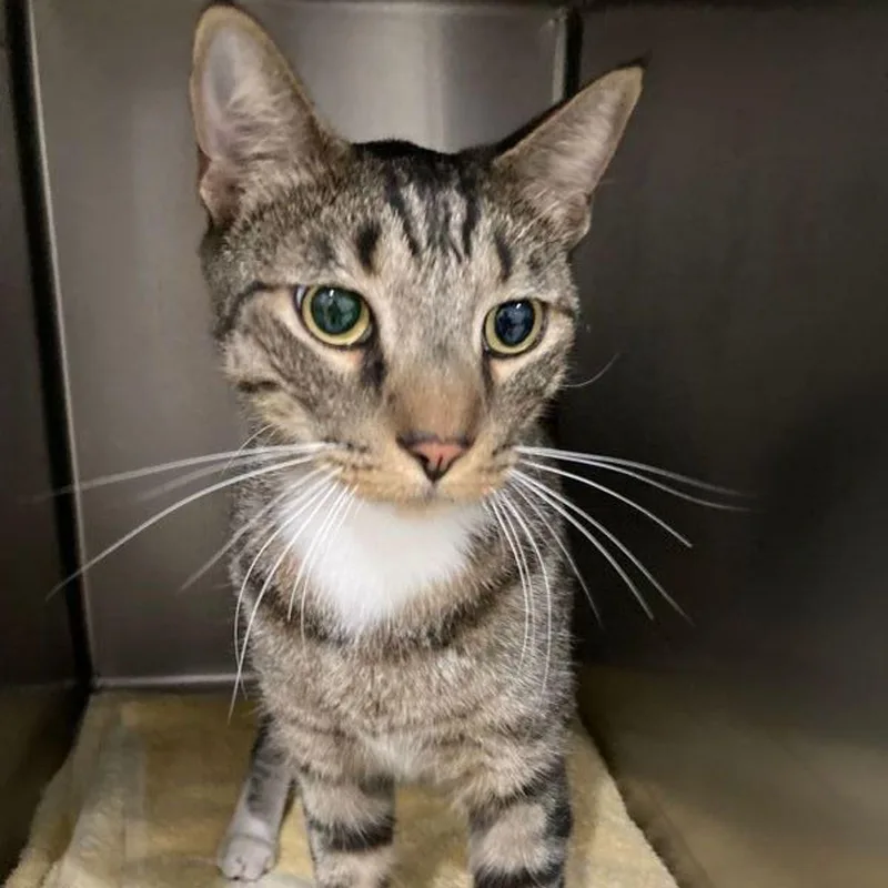 An adult medium-sized male Brown / Chocolate Domestic Short Hair cat named Zac for adoption in Lake Havasu City, AZ