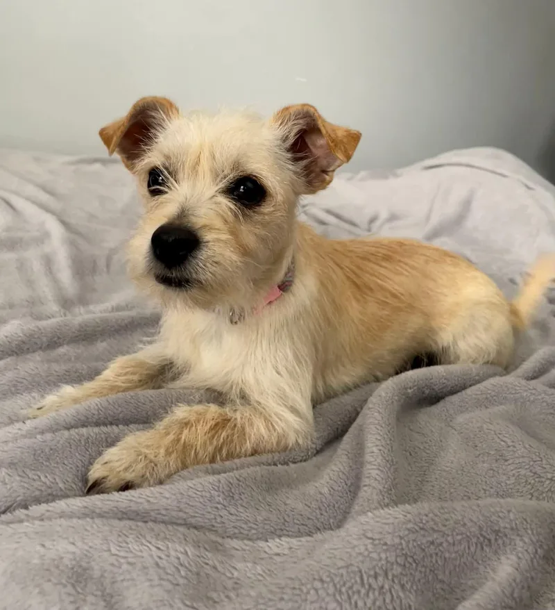 A young small-sized female White / Cream Mixed Breed dog named Daisy for adoption in Faribault, MN