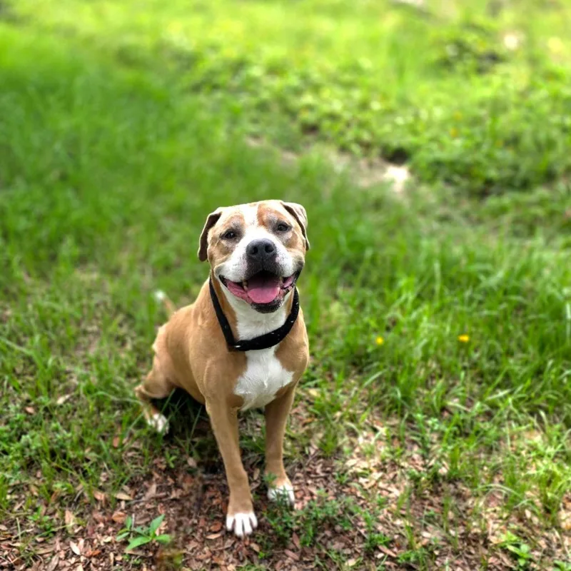 An adult large-sized male Yellow / Tan / Blond / Fawn Mixed Breed dog named Ben Barry for adoption in Port Charlotte, FL