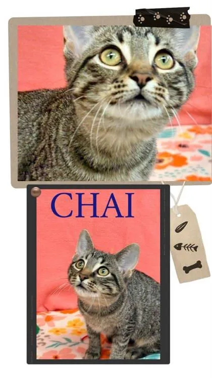 Chai