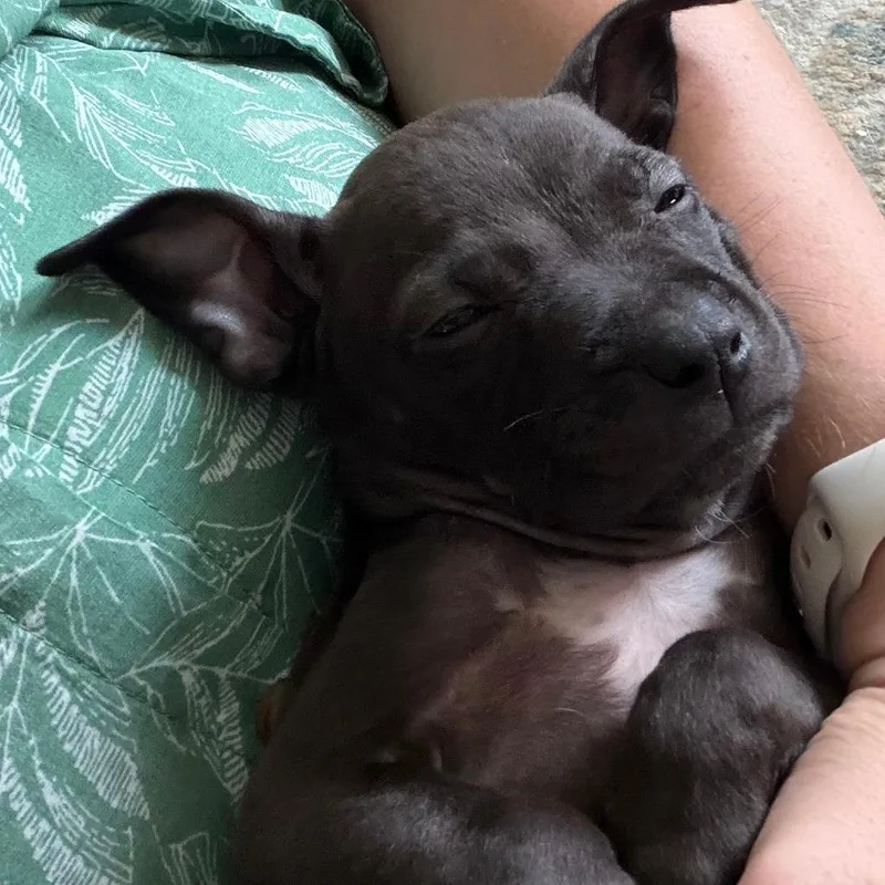 A baby medium-sized male Black Mixed Breed dog named Woody for adoption in Cincinnati, OH