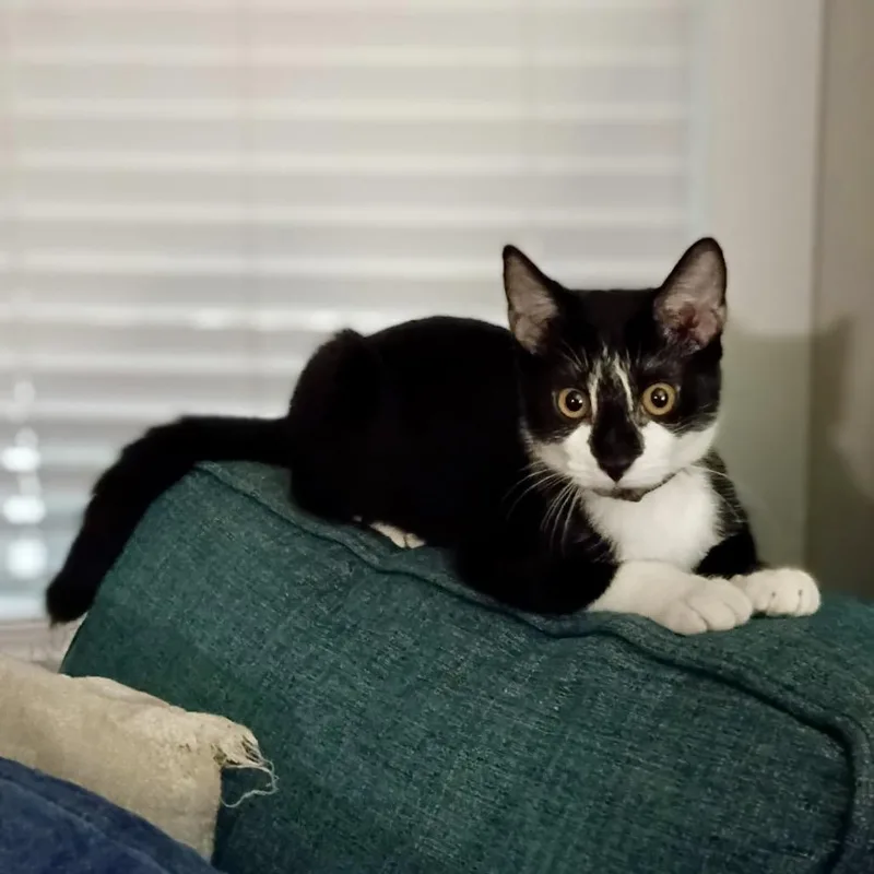 A baby small-sized male Domestic Short Hair cat named Homey for adoption in Woodstock, GA