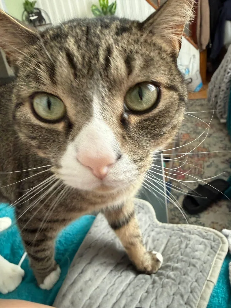 An adult medium-sized male Gray & White Domestic Short Hair cat named Squirt for adoption in Enfield, CT