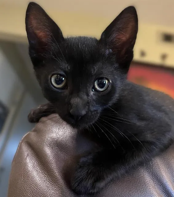 A baby small-sized male Domestic Short Hair cat named Coal for adoption in Sacramento, CA