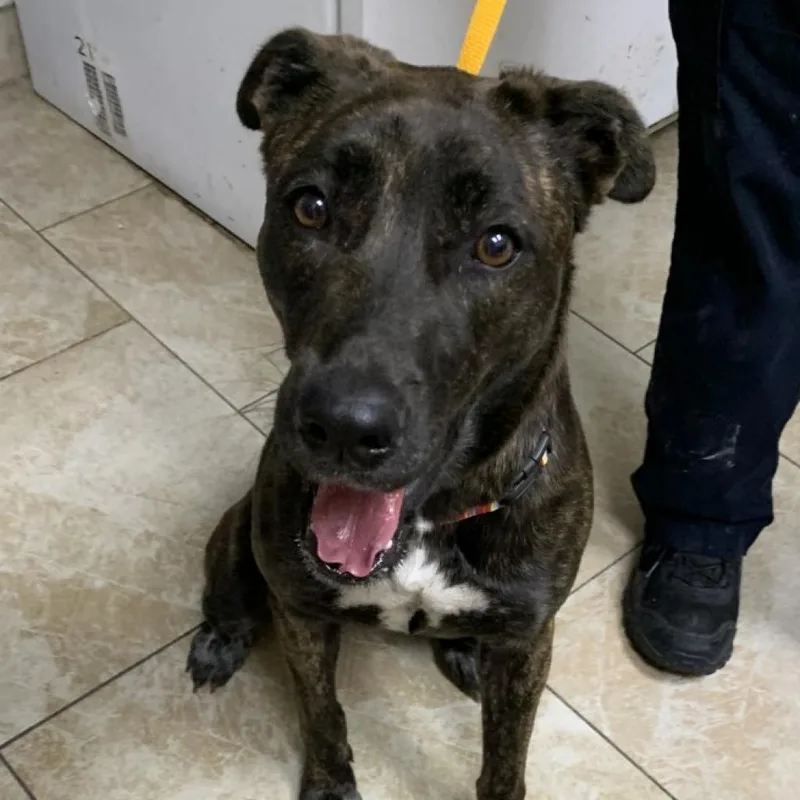 An adult large-sized female Red / Chestnut / Orange Mixed Breed dog named Maya for adoption in Galveston, TX