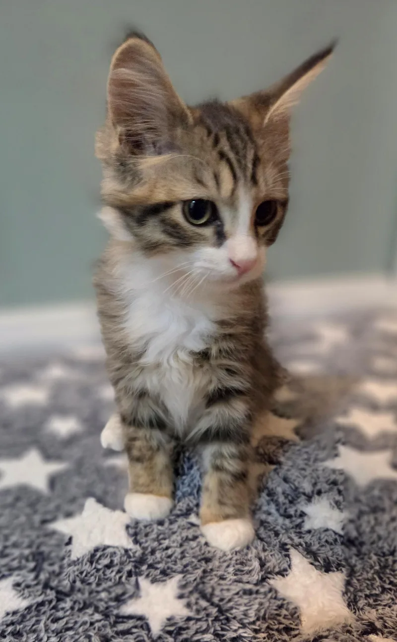 Sean