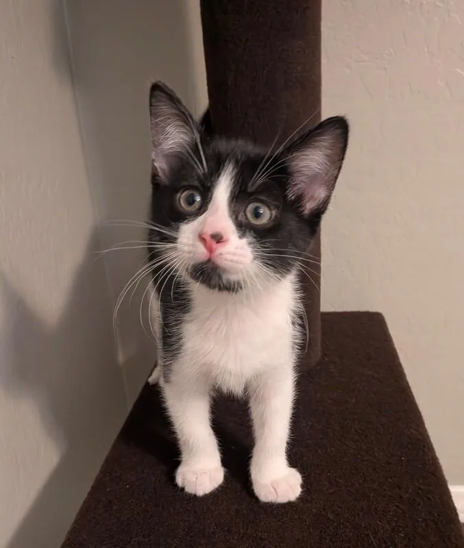 A baby medium-sized male Black Tuxedo cat named Checkers  Games Litter for adoption in Anthem, AZ