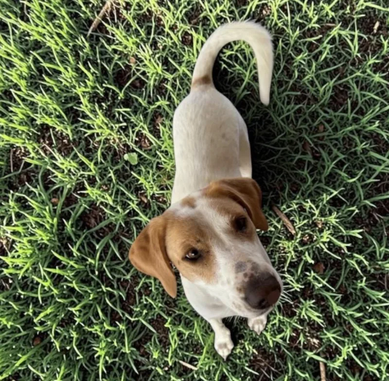 An adult medium-sized female White / Cream Labrador Retriever dog named Reonna for adoption in Austin, TX