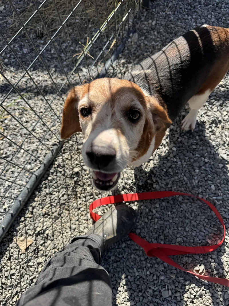 A senior small-sized female Beagle dog named Griselda for adoption in Marshall, NC