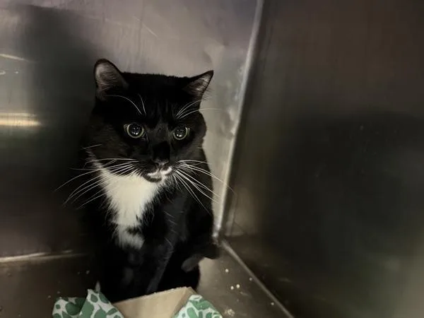 An adult large-sized male Domestic Short Hair cat named Le Tux for adoption in New York, NY