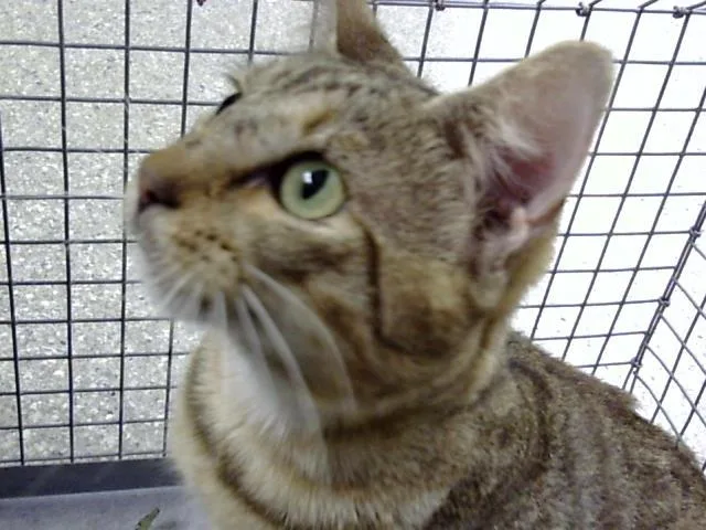 An adult large-sized male Domestic Short Hair cat named A for adoption in Pasadena, TX