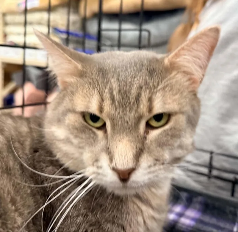 A young medium-sized male Tabby (Gray / Blue / Silver) Tabby cat named William for adoption in Greensburg, PA