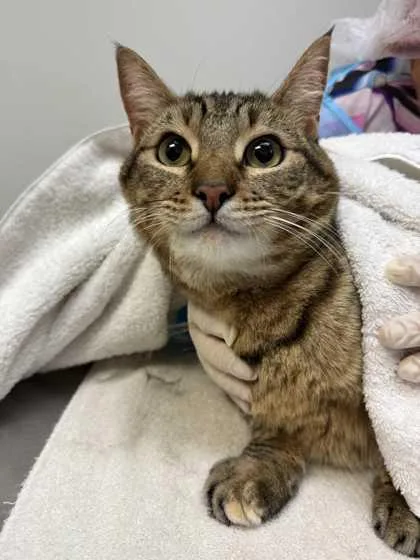 An adult medium-sized female Domestic Short Hair cat named Wyoming for adoption in Ringoes, NJ