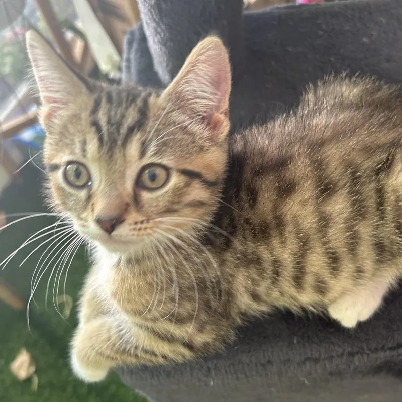 A baby small-sized female Brown / Chocolate Domestic Short Hair cat named Birdie for adoption in Carmel, IN