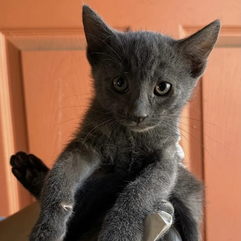 A baby medium-sized male Gray / Blue / Silver Domestic Short Hair cat named Charlie for adoption in Huntington Beach, CA