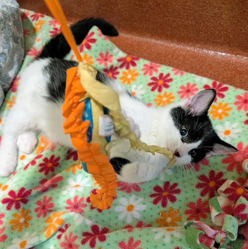A baby medium-sized male Domestic Short Hair cat named Cowboy for adoption in Accident, MD