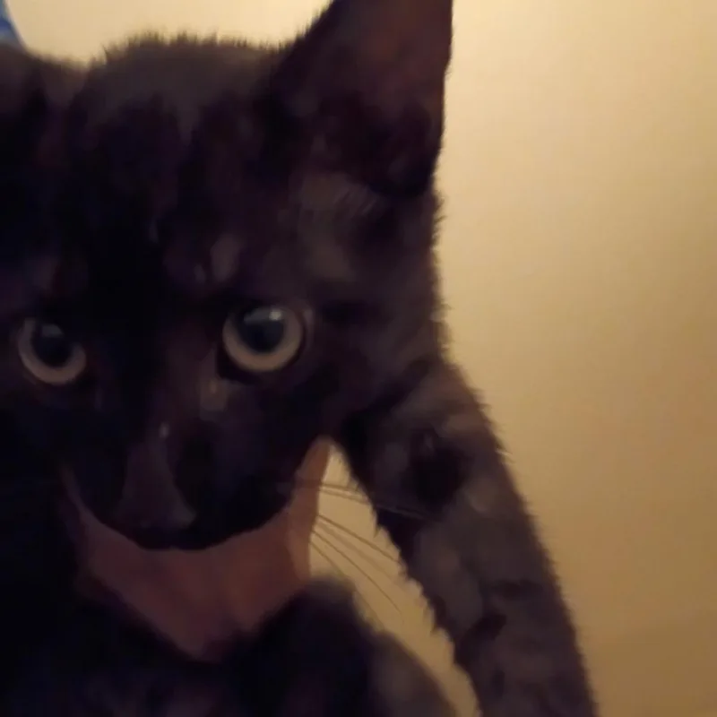 A baby small-sized male Black Domestic Short Hair cat named Phoenix for adoption in West Palm Beach, FL