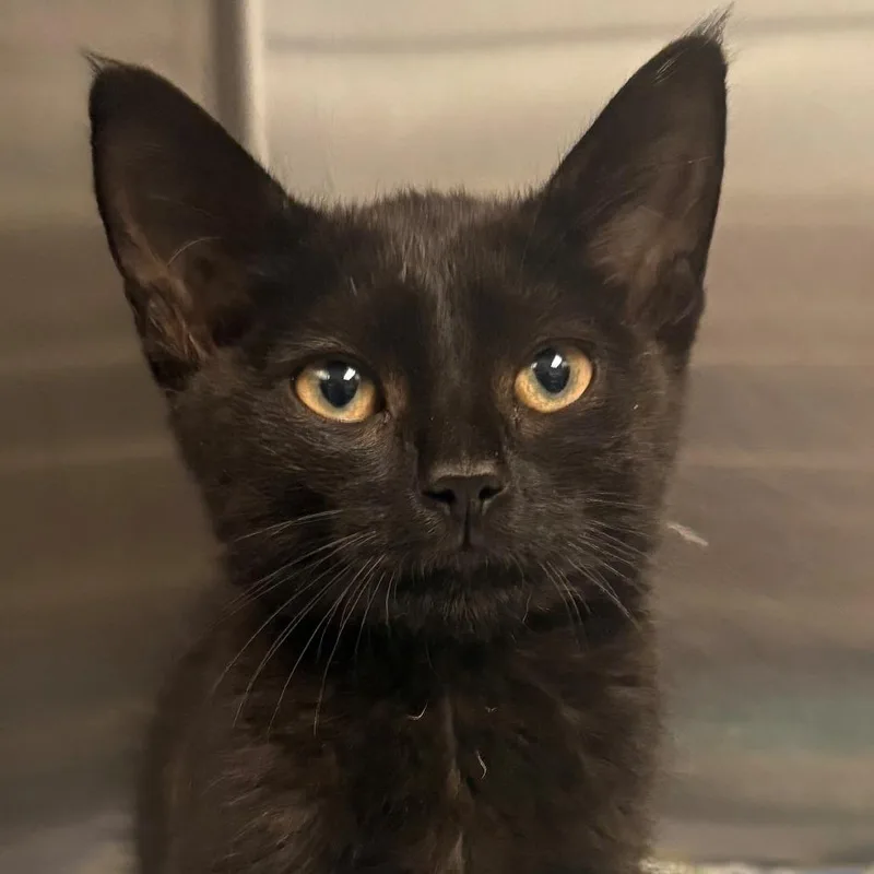 A baby small-sized male Black Domestic Short Hair cat named Mickey for adoption in East Hanover, NJ