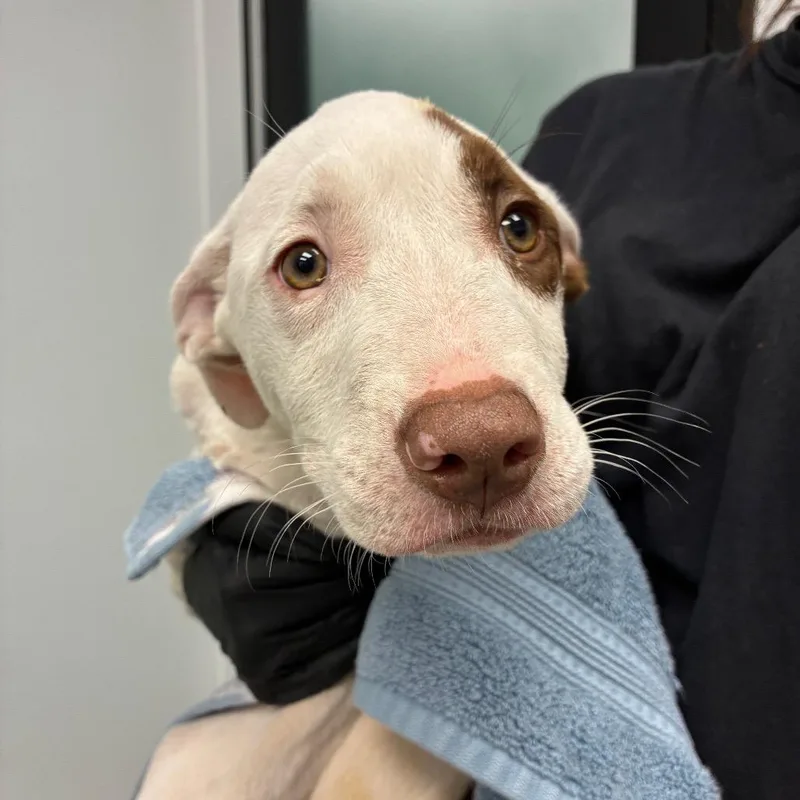 A baby small-sized female White / Cream Mixed Breed dog named Blaire for adoption in Abilene, TX