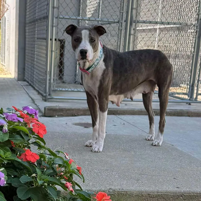 An adult medium-sized female Great Dane dog named Freya for adoption in Cadiz, OH