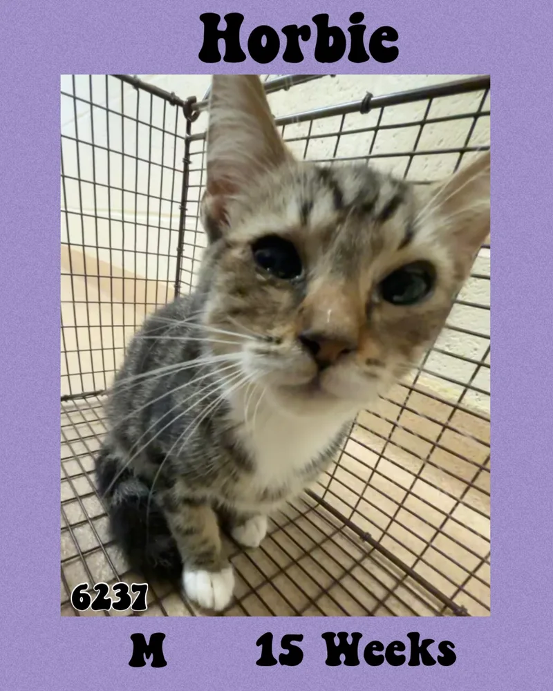A young medium-sized male American Shorthair cat named Horbie for adoption in Marvin, NC
