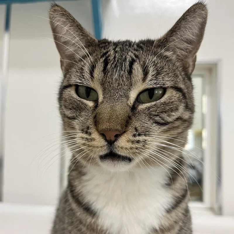 Goosefish thumbnail 2