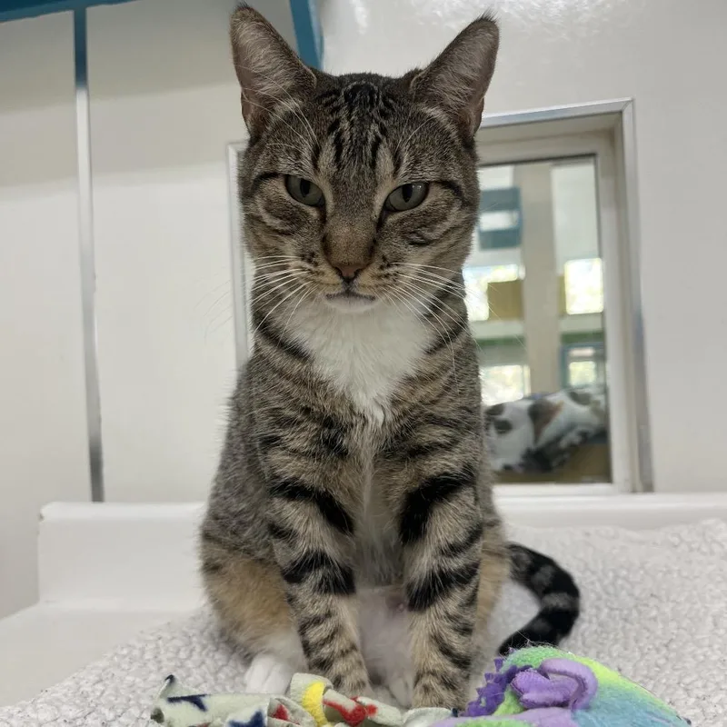 Goosefish thumbnail 3