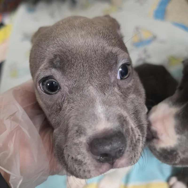 A baby medium-sized female Gray / Blue / Silver Mixed Breed dog named Sing for adoption in Jacksonville, FL