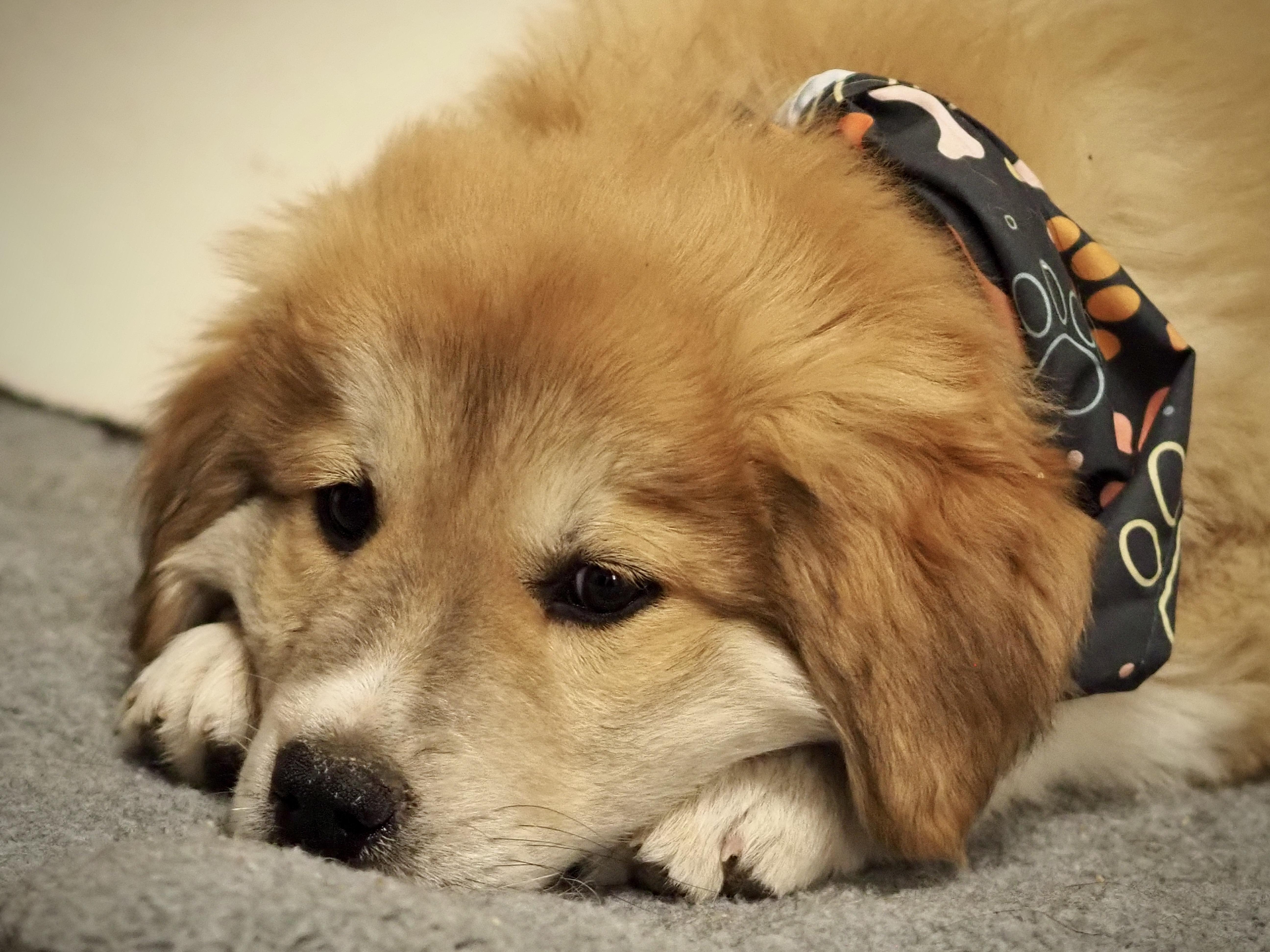 A baby extra large-sized male Great Pyrenees dog named Yahtzee for adoption in Buena Vista, CO